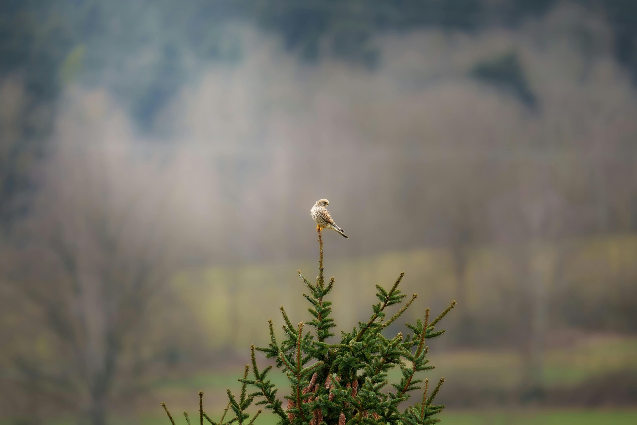 Vogel auf einer Baumspitze - Immobiliengutachter Region