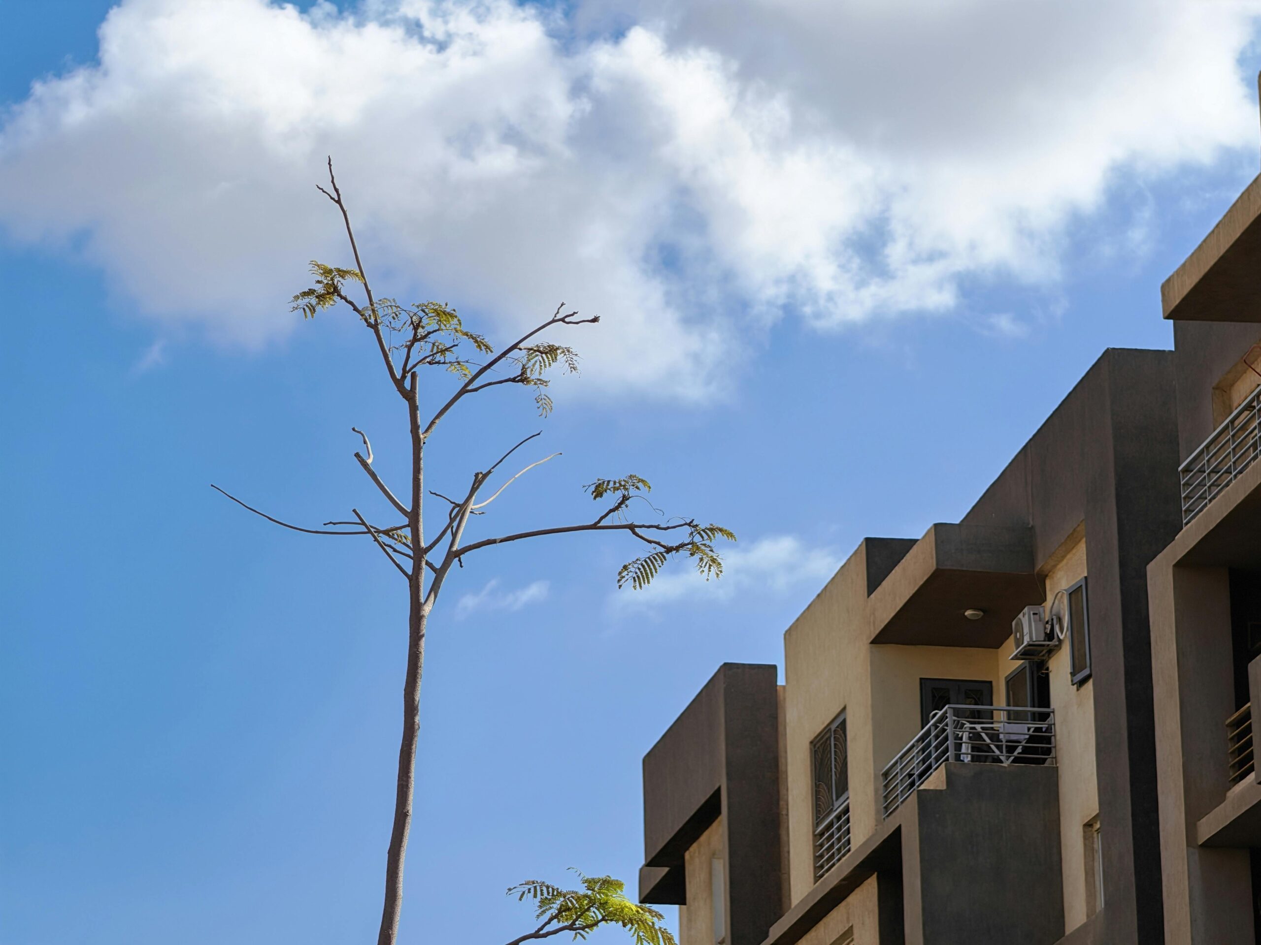 Baum neben modernem Gebäude unter Wolken